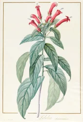 Lobelia Surinamensis (wc och bodycolour över grafit på pergament)